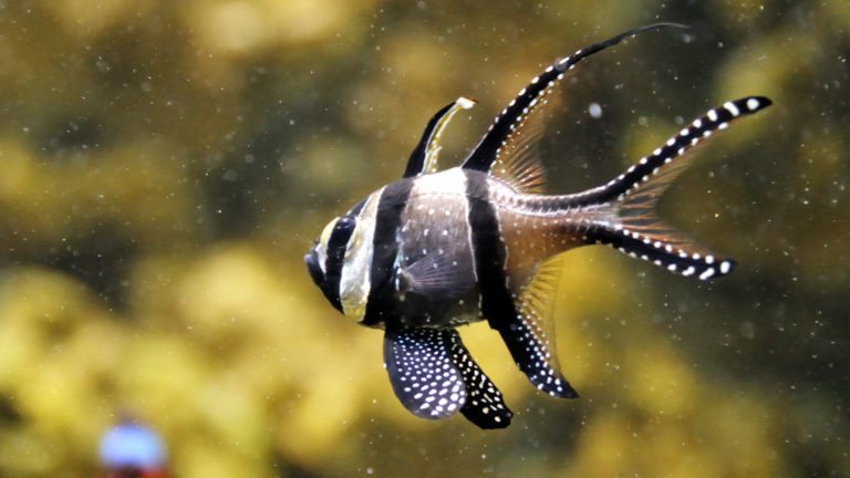 Read more about the article BANGGAI CARDINAL FISH | Pterapogon kauderni