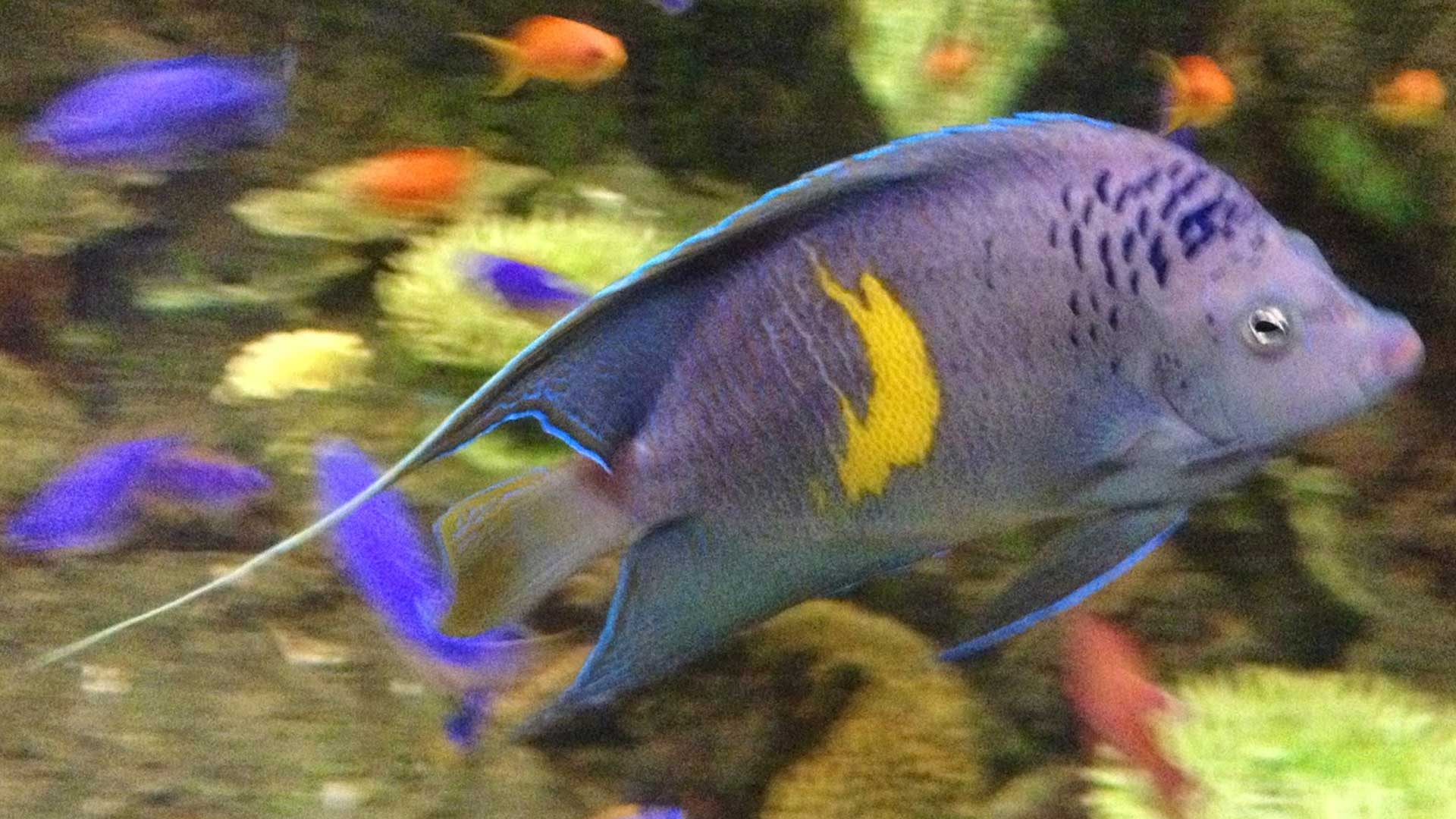 Figure 1.  Angelfish (2-3 years old) on display at Columbus Zoo and Aquarium. Photo credit: Ramon Villaverde.