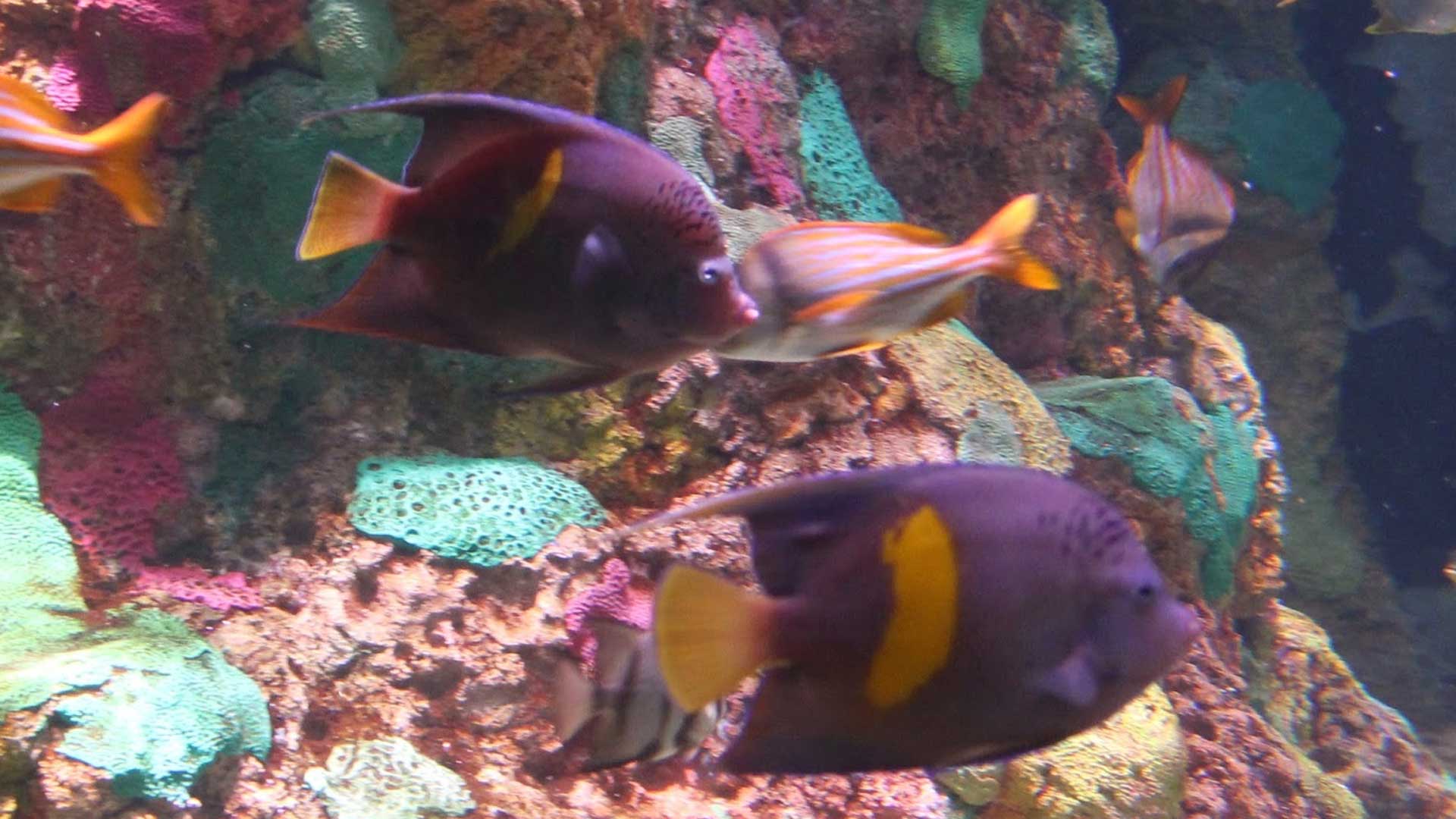 Figure 2.  Two angelfish (2-3 years old) on display at SeaWorld Orlando. Photo credit: Joe Moynihan.