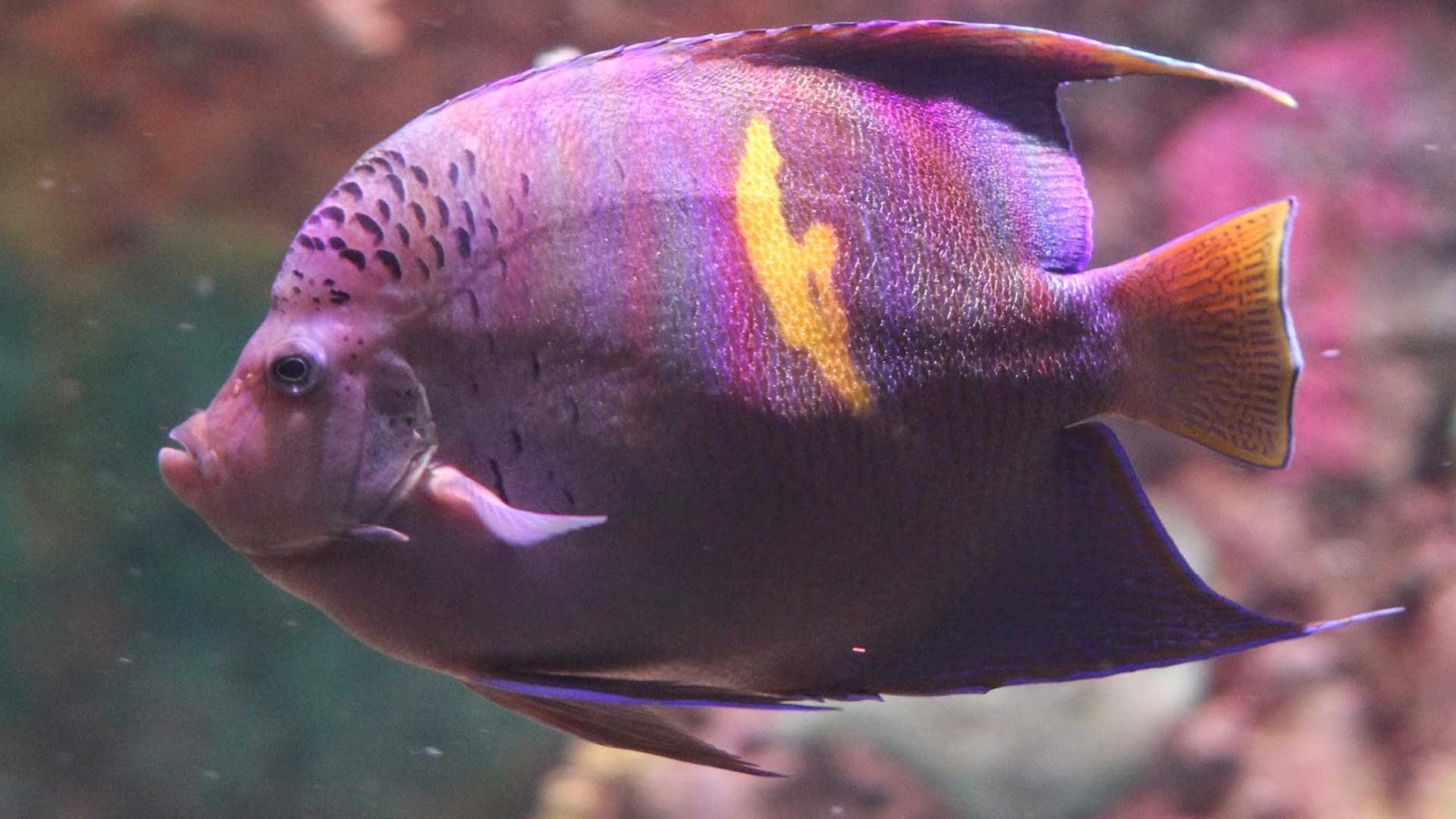 Figure 3.  Angelfish (2-3 years old) on display at SeaWorld Orlando. Photo credit: Joe Moynihan.