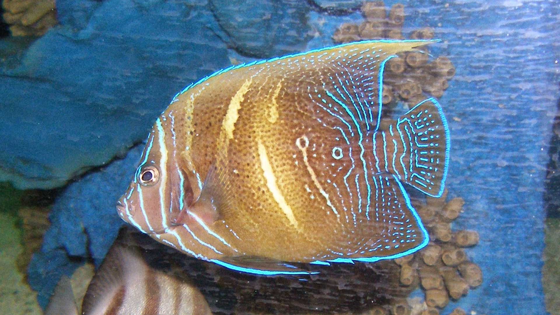 Figure 4.  Angelfish (~2 years old) on display at SeaWorld San Antonio. Figure 4 and 5 are the same fish.  Photo credit: Nick Ireland.