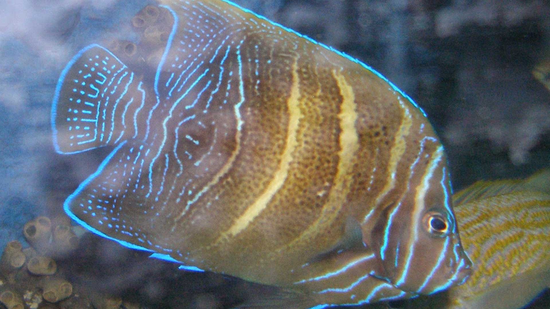 Figure 5.  Angelfish (~2 years old) on display at SeaWorld San Antonio. Figure 4 and 5 are the same fish.  Photo credit: Nick Ireland.