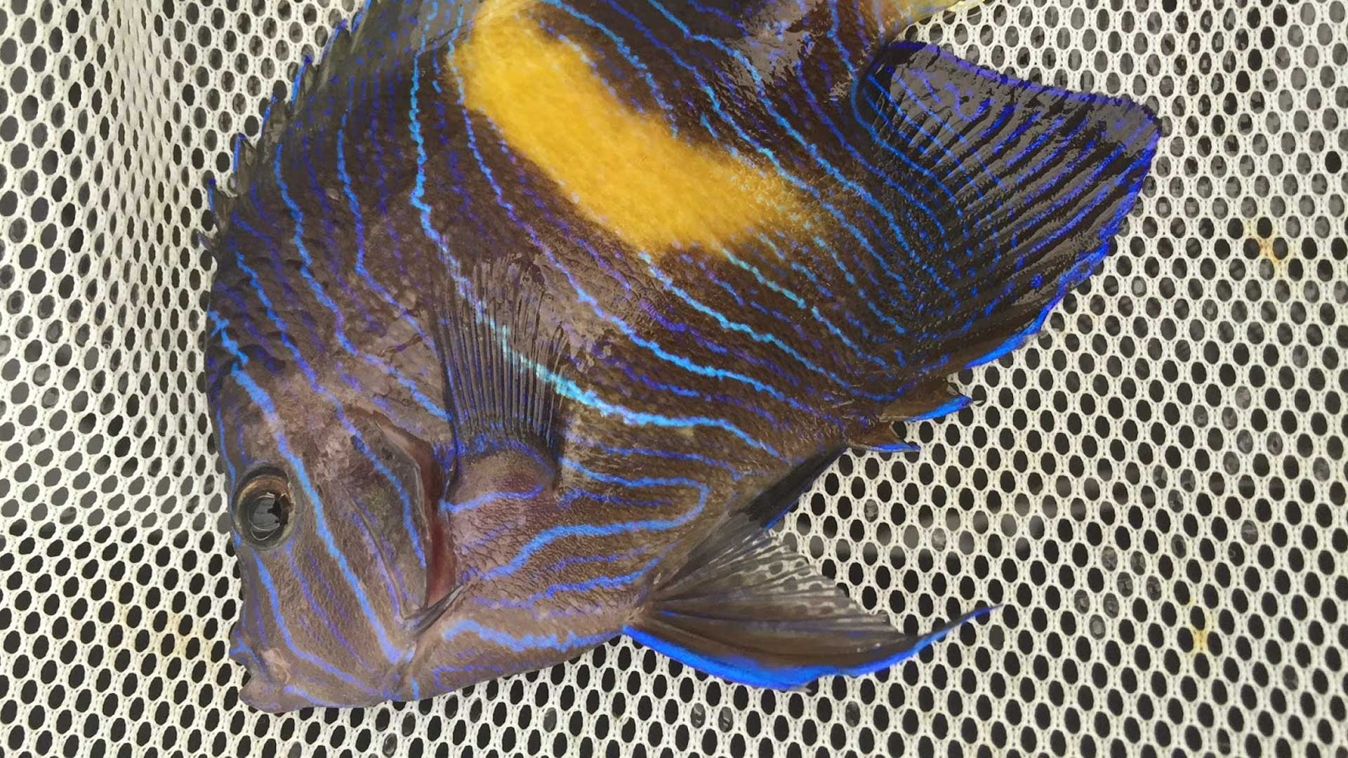 Figure 6.  Angelfish (~1.5 years old) kept at UF's Tropical Aquaculture Lab. Photo credit: Kevin Barden.