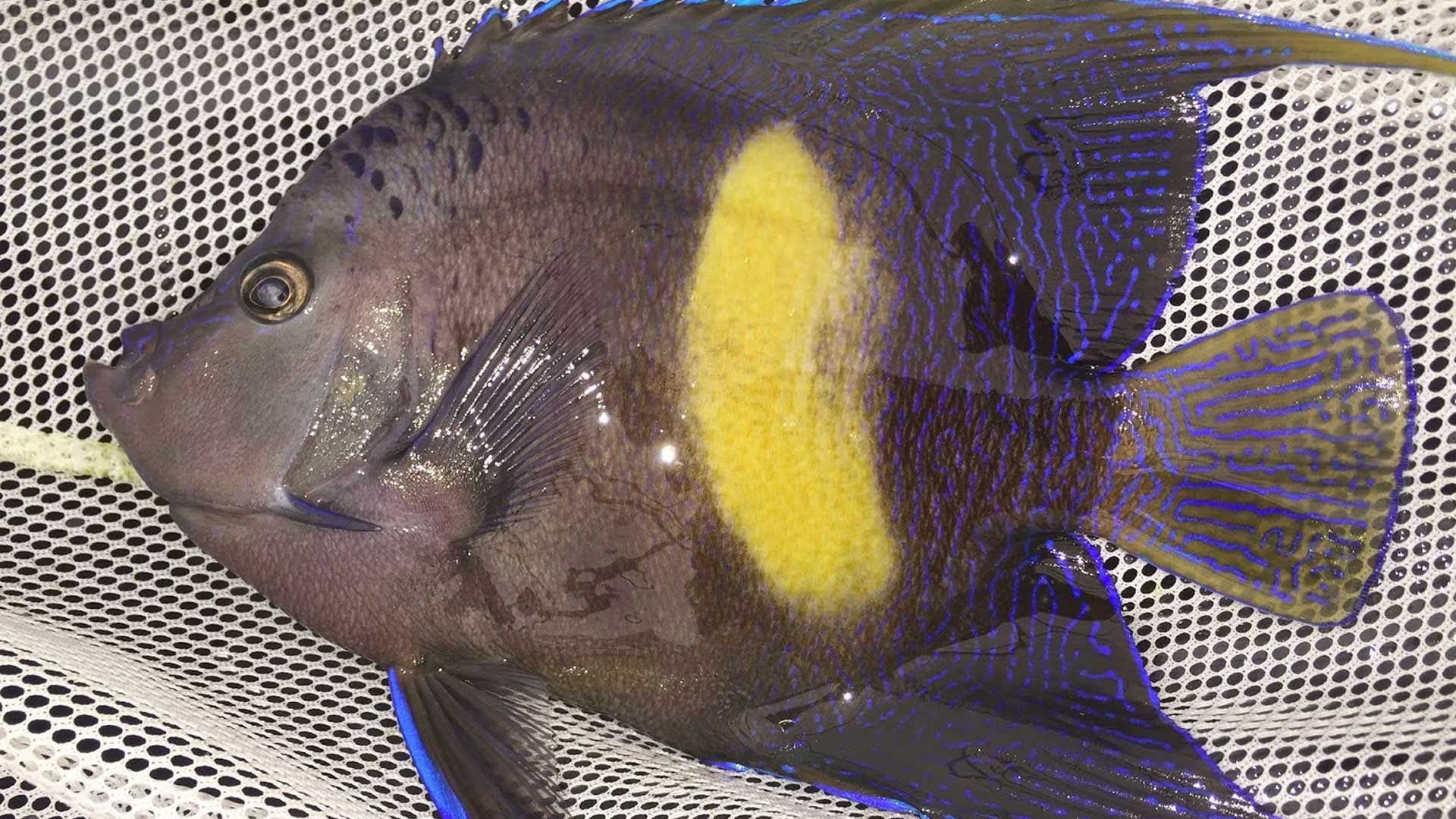 Figure 7.  Angelfish (~3 years old) kept at UF's Tropical Aquaculture Lab. Photo credit: Kevin Barden.