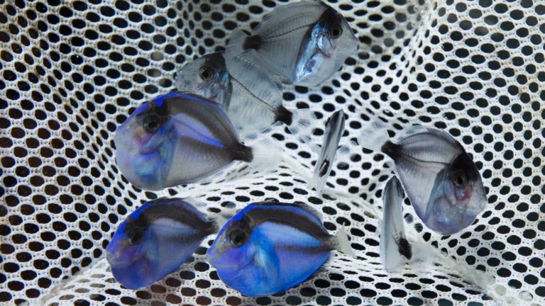 Read more about the article Successful Aquaculture of the Pacific Blue Tang, Paracanthurus hepatus