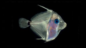 Read more about the article Diet Preferences of Newly Hatched Pacific Blue Tang, Paracanthurus hepatus