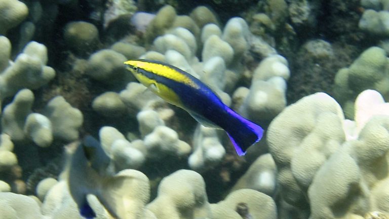 Read more about the article Successful Aquaculture of the Hawaiian Cleaner Wrasse, Labroides phthirophagus