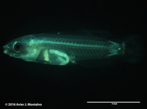 Hawaiian Cleaner Wrasse at 35 days post hatch.