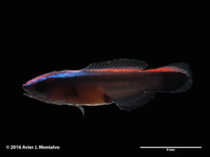 Hawaiian Cleaner Wrasse at 41 days post hatch.