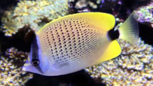 Read more about the article Video of Milletseed Butterflyfish, Chaetodon miliaris
