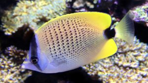 Milletseed Butterflyfish