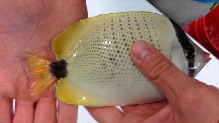 Read more about the article Successful Aquaculture of the Milletseed Butterflyfish, Chaetodon miliaris