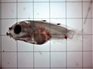 Melanurus wrasse, 22 days post hatch