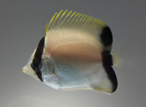 Read more about the article UF/IFAS IRREC Successfully Aquacultures the Reef Butterflyfish, Chaetodon sedentarius