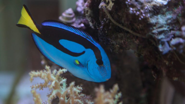 Read more about the article PACIFIC BLUE TANG | Paracanthurus hepatus
