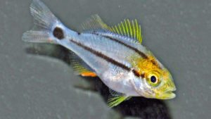 Read more about the article Porkfish Protocol – Rising Tide’s First Commercial Species