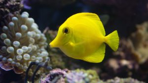 Read more about the article YELLOW TANG | Zebrasoma flavescens