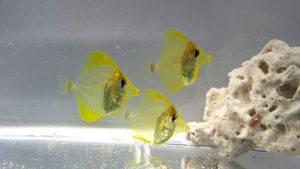 Read more about the article Progress on the Yellow Tang, Zebrasoma flavescens, at the Oceanic Institute
