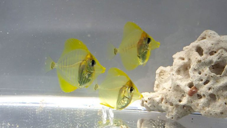 Read more about the article Progress on the Yellow Tang, Zebrasoma flavescens, at the Oceanic Institute