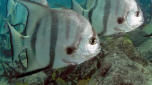 Read more about the article ATLANTIC SPADEFISH | Chaetodipterus faber