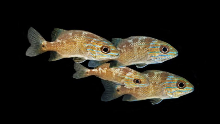 Read more about the article BLUESTRIPE GRUNT | Haemulon sciurus