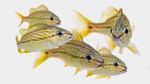 Read more about the article Rearing French Grunt (Haemulon flavolineatum)