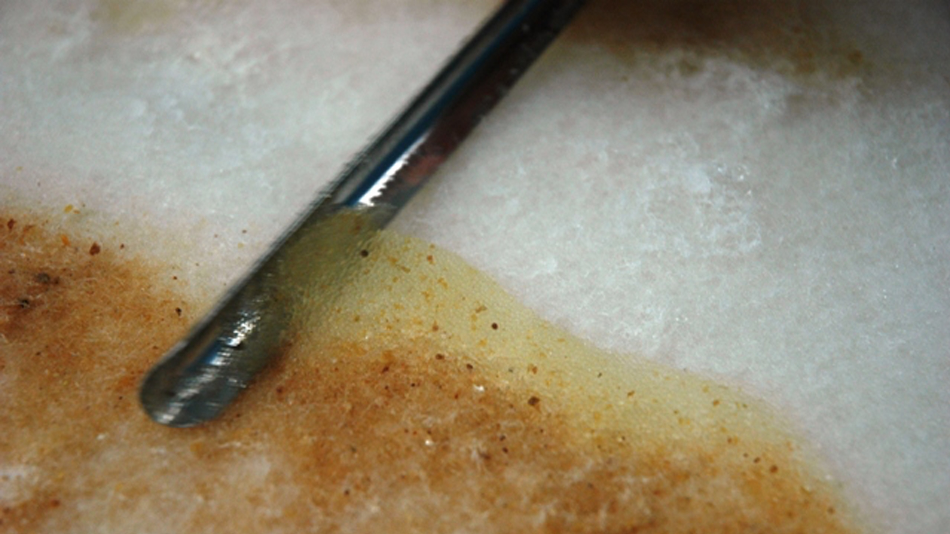 Eggs are removed from prefilter material with a metal spatula. Photo by Larry Boles/Disney