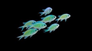 Read more about the article Rearing Green Chromis