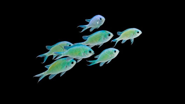 Read more about the article GREEN CHROMIS | Chromis viridis