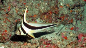 Read more about the article JACKKNIFE FISH | Equetus lanceolatus