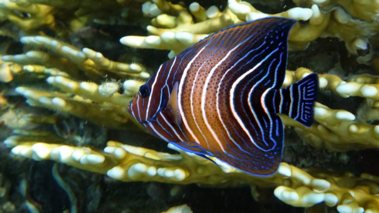 Read more about the article KORAN ANGELFISH | Pomacanthus semicirculatus