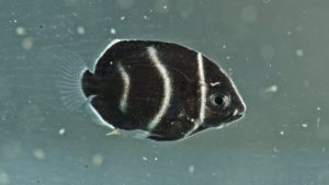 Read more about the article Captive bred Koran angelfish at the University of Florida