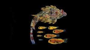 Read more about the article Success with a model species – the ocellated dragonet