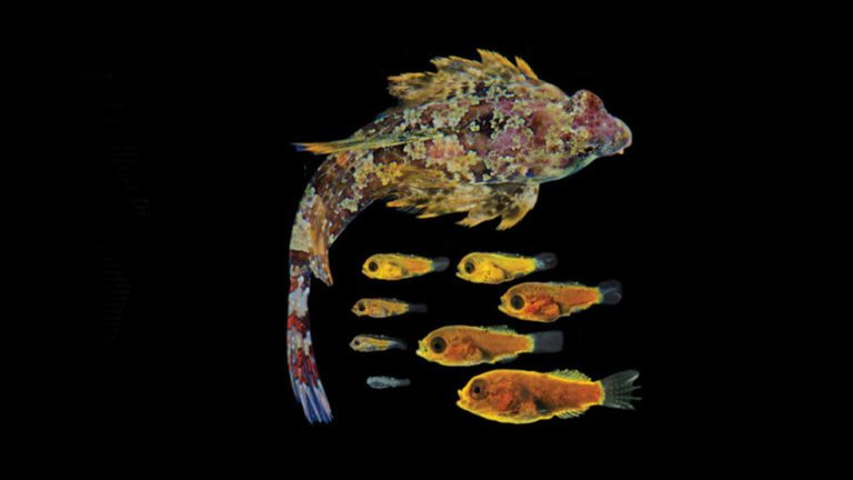 Read more about the article Success with a model species – the ocellated dragonet