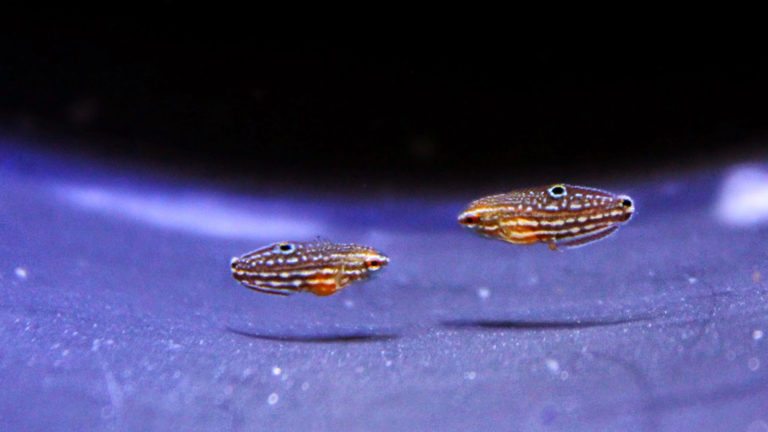 Read more about the article MELANURUS WRASSE | Halichoeres melanurus