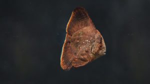 Read more about the article ORBIC BATFISH | Platax orbicularis