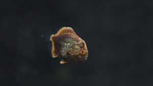 Read more about the article Orbic Batfish update