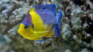 Read more about the article Management, Spawning and Egg Collection of the Masked Angelfish