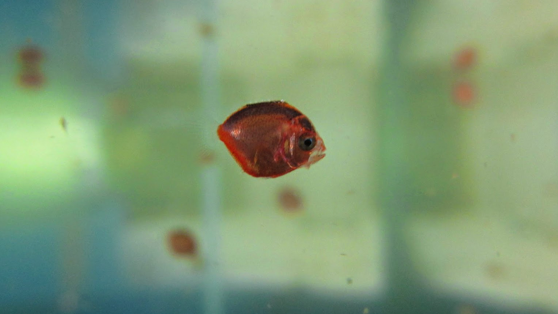 25 day post hatch Purple Masked Angelfish larva.