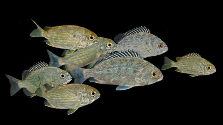 Read more about the article WESTERN ATLANTIC SEABREAM | Archosargus rhomboidalis