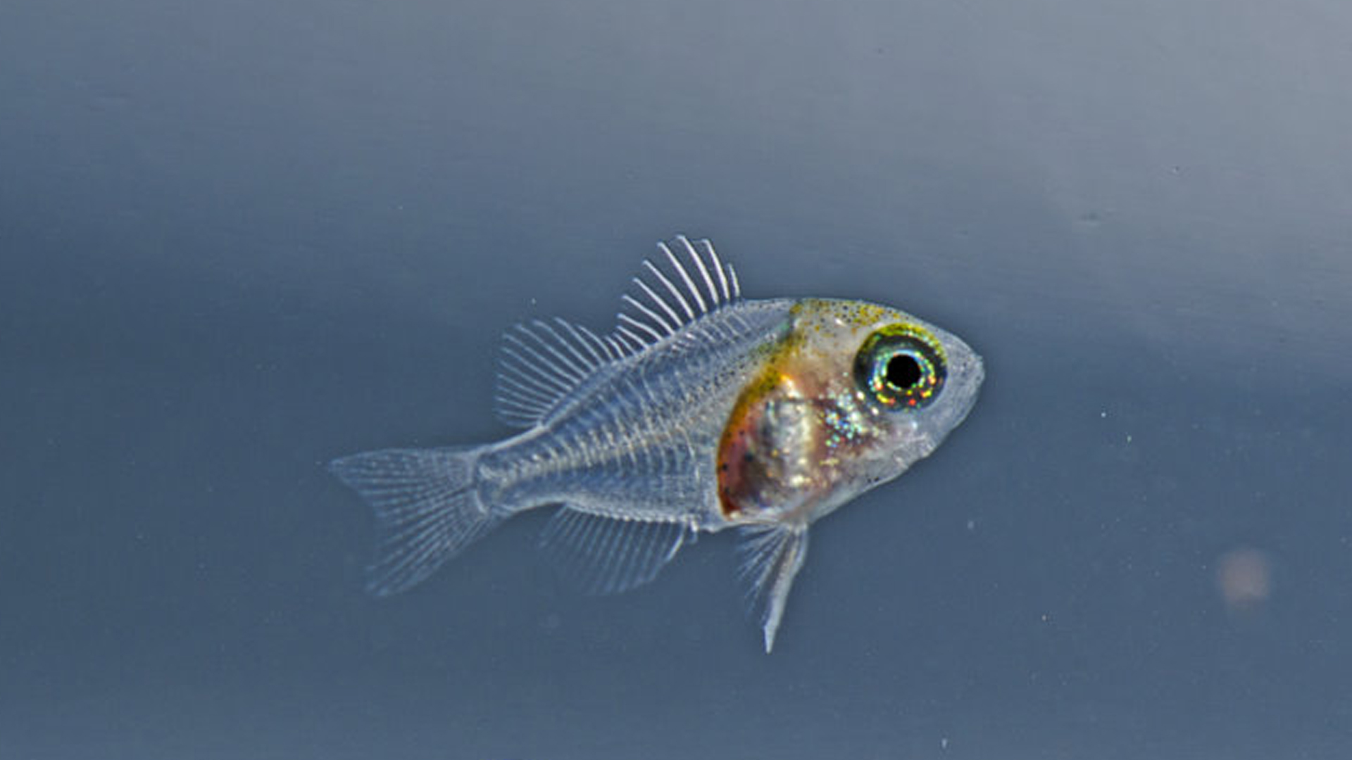 ternate-damselfish-2