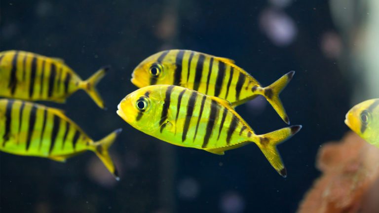 Read more about the article The Golden Trevally