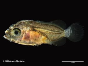 Milletseed Butterflyfish, 25 days post hatch