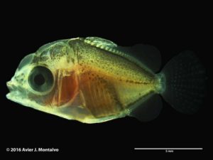 Milletseed Butterflyfish, 40 days post hatch