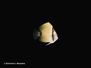 Milletseed Butterflyfish, 88 days post hatch