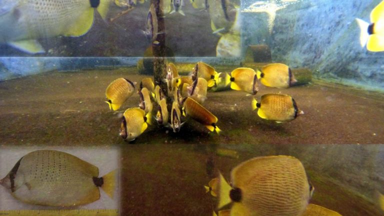 Read more about the article Milletseed Butterflyfish update