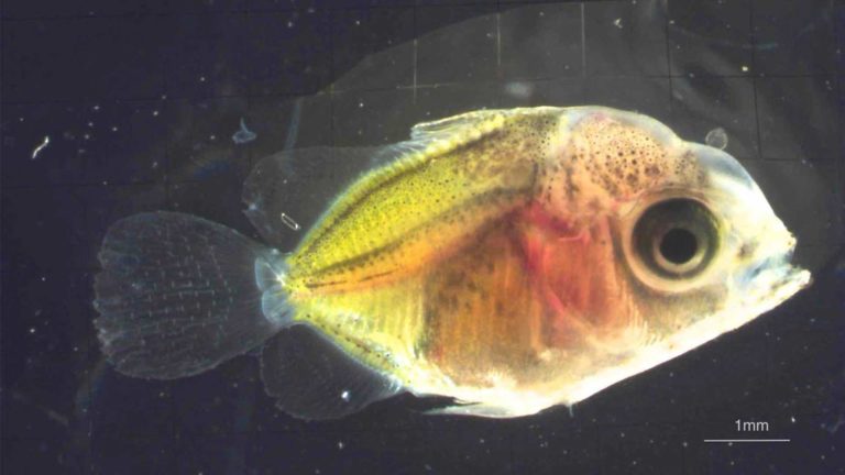 Read more about the article Milletseed Butterflyfish Larvae Update