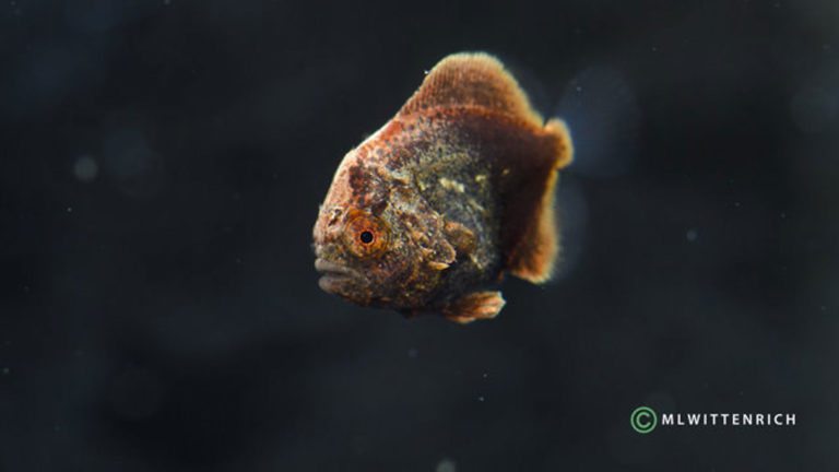 Read more about the article Orbic Batfish reach metamorphosis