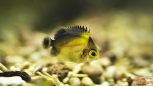 Read more about the article Larval Rearing of the Purple Mask Angelfish