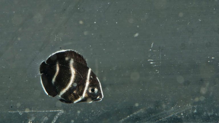 Read more about the article Semicircle Angelfish Update at day 35